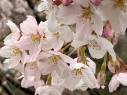 おうちでお花見しませんか？　NO.5