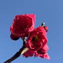 『ひびき野　花便り』梅の花