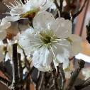 『ひびき野　花便り』「梅の花」