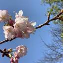 『ひびき野 花便り』　「桜」