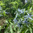 『ひびき野　花便り』 「丁子草(チョウジソウ)」