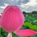 天幕城趾 あかぼり蓮園