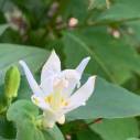 【伊香保観光情報】河鹿橋で出会える草花たち