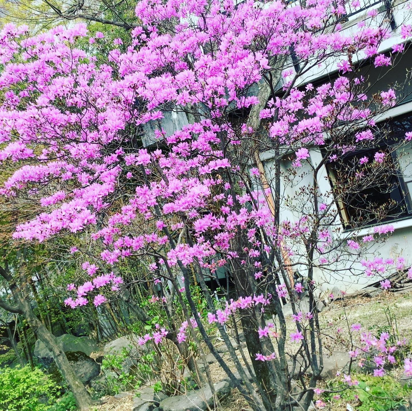 ひびき野 花便り ミツバツツジ 三葉躑躅 お知らせ 如心の里 ひびき野 公式